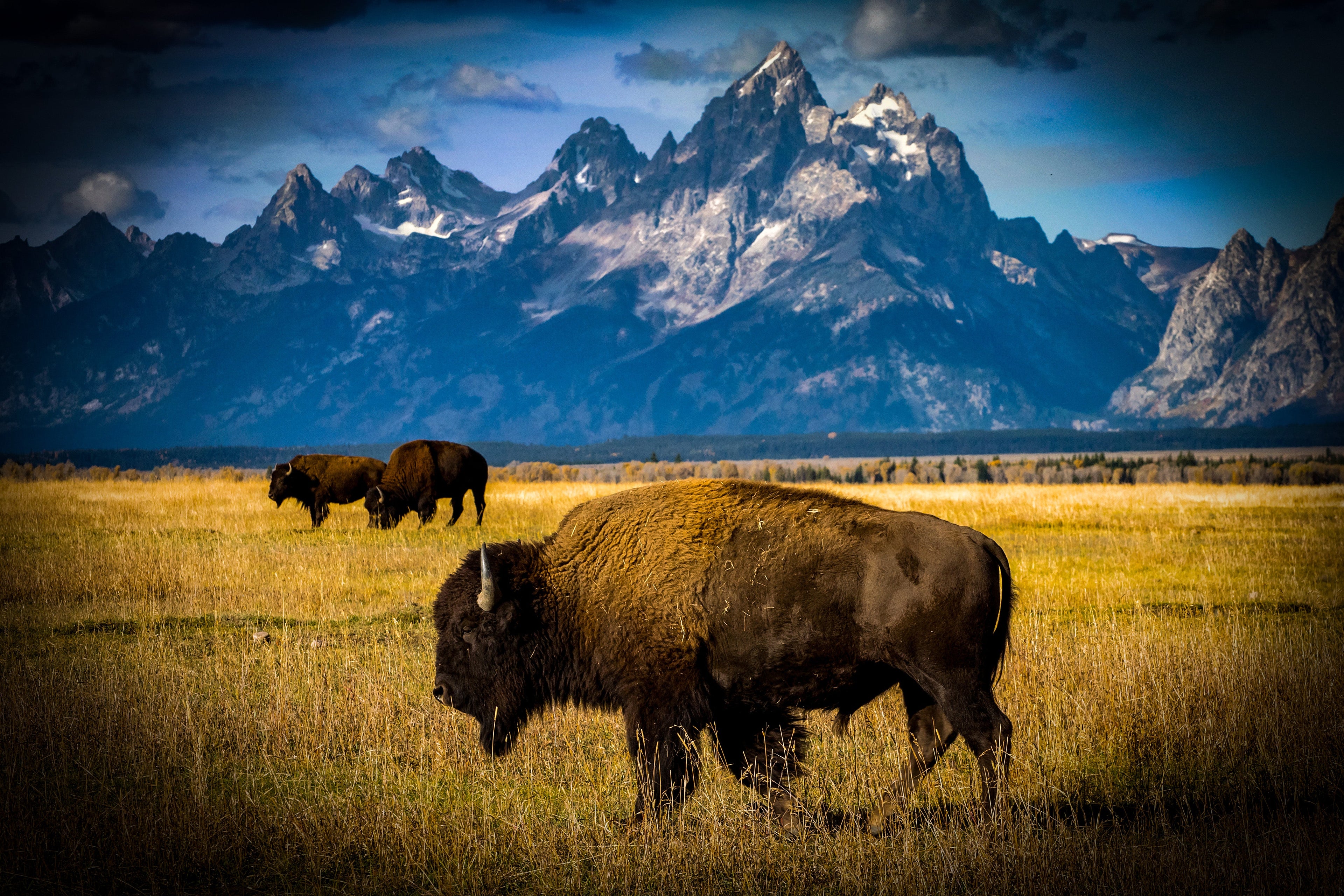 Meal (Ready-to-Eat) - BISON STEW